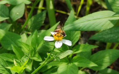How to become a better iNaturalist Bioblitzer